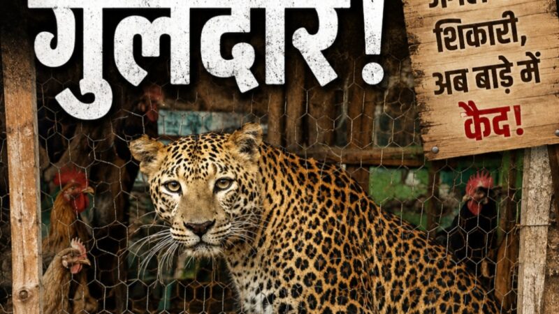 मुर्गी के बाड़े में फंसा गुलदार,क्षेत्र में फैली दहशत।